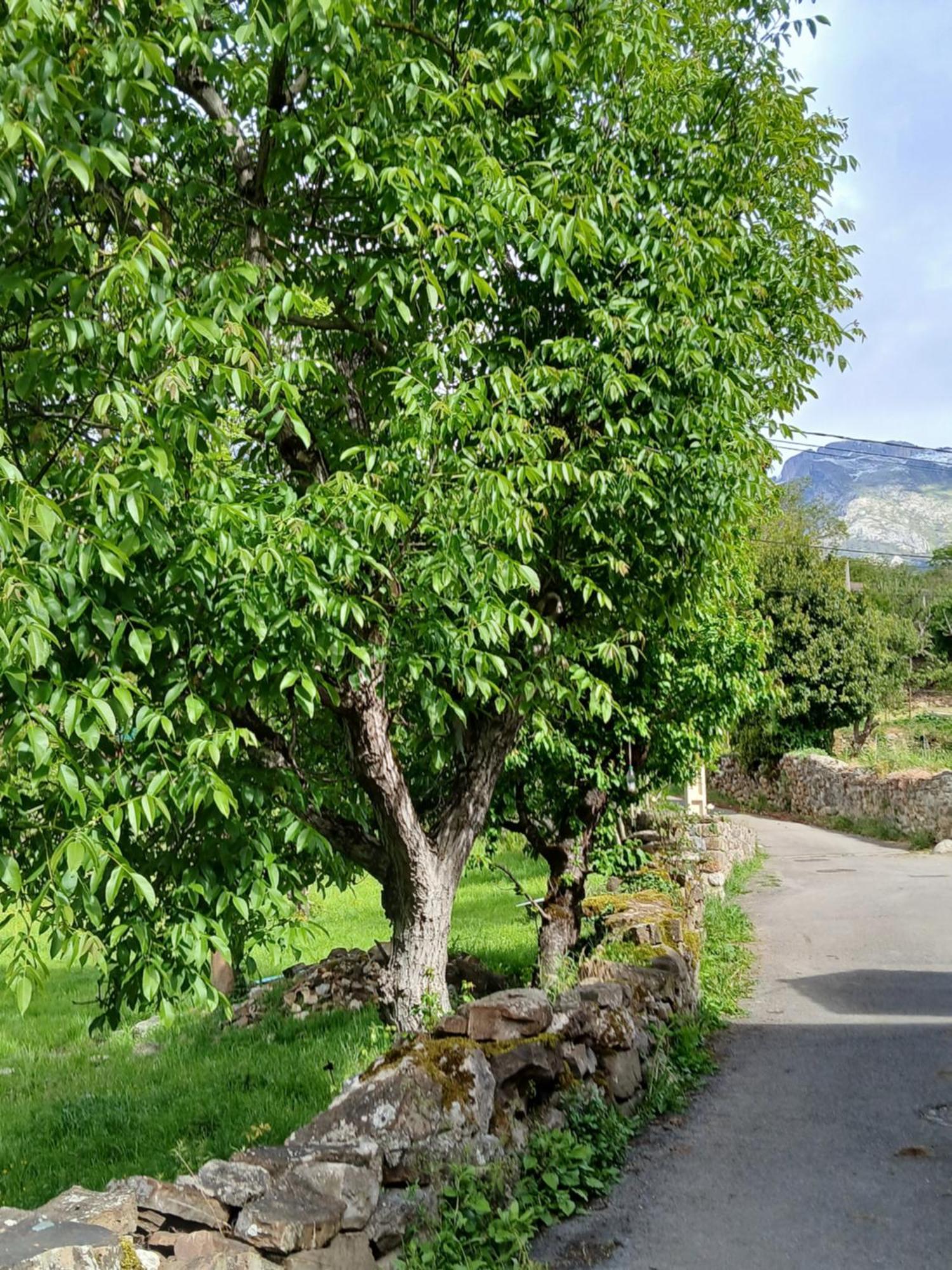 Picos De Europa Suites And Rooms Turieno Exterior foto